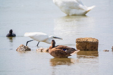 Fototapeta premium The small white heron or Little egret stands in the lake with fish in its beak.
