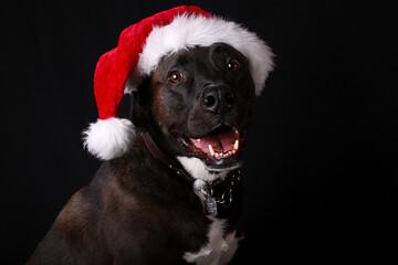dog in santa hat