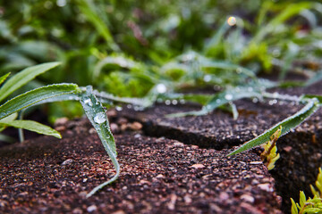 Dew drops collect on grass by garden pavers