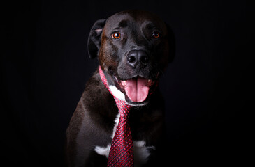Dog and tie