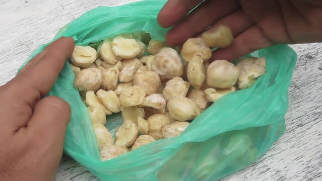 Candlenut fruit in a green plastic bag sorted by a man's hand. Aleurites moluccanus