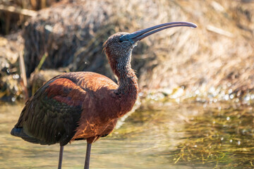 The glossy ibis, latin name Plegadis falcinellus, searching for food in the shallow lagoon.