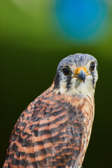 Curious American Kestrel raptor looking at you with dark and soft background