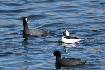 Bufflehead in flock of european coots