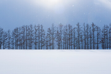 Mild Seven Hills, One of Most famous tourist destination in Biei, Biei Patchwork Road, Hokkaido, Japan