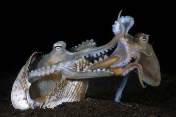 Extremely rare photo of mating of Coconut Octopuses - Amphioctopus marginatus at night. Underwater world of Tulamben, Bali, Indonesia.