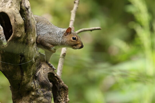 Grey Squirrel Peaking Around A Tree