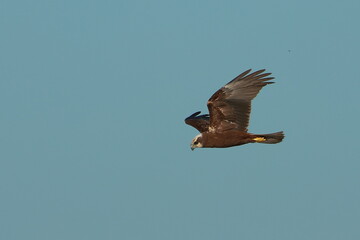 bird of prey in flight