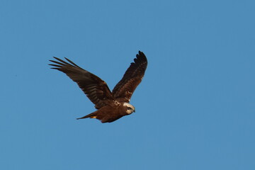 bird of prey in flight