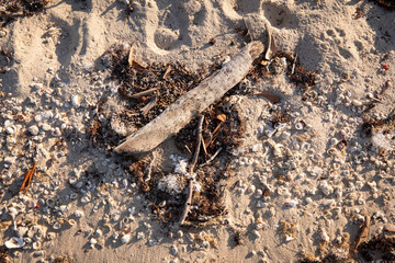 driftwood and shells on the beach