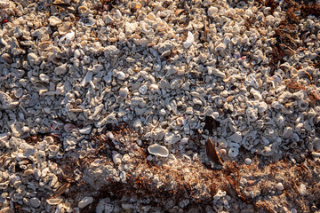 old coral and shells on the beach