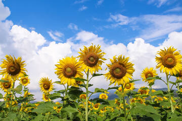 Colorful yellow sunflower field blooming on clouds bright blue sky in  garden outdoor agriculture background