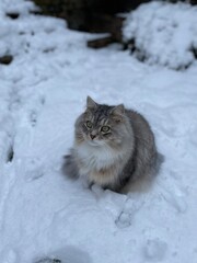 Cat in the snow in backyard in london. siberian cat playing in garden in the snow