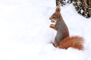 furry red squirrel holding a nut. squirrel in winter snowy park.