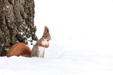 Naklejka na ściany i meble curious squirrel standing on the snow with hazelnut in snow-covered park
