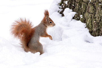 Naklejka na ściany i meble curious squirrel stands in a snowdrift. cold winter day in snowy forest.