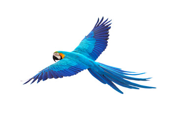 Colorful flying parrot isolated on transparent background png file - obrazy, fototapety, plakaty