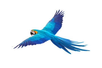 Zelfklevend Fotobehang Colorful flying parrot isolated on transparent background png file © Passakorn