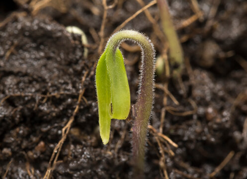 Pl&aacute;ntula de tomate reci&eacute;n germinada la semilla