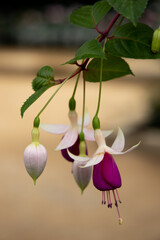 The fuchsia plant is an exotic plant that comes from Central and South America