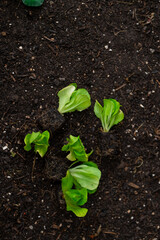 Romaine lettuce seedlings. Growing pure vegetables in your own garden. Lettuce plant set on the ground close-up. view from abov.Home garden