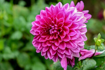 Obraz premium pink dahlia flower