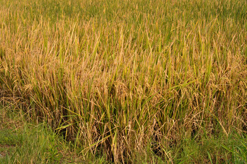 yellow rice is a sign that it is ready for harvest is the result of planting carried out by farmers