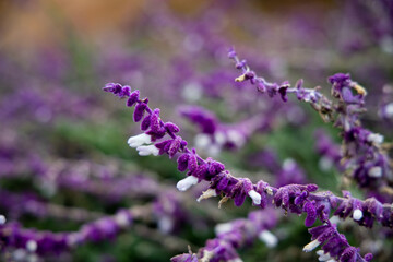 avender, (genus Lavandula), genus of about 30 species of plants in the mint family (Lamiaceae), native to countries bordering the Mediterranean