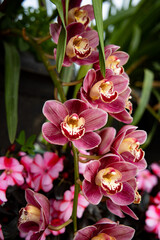 pink and Maroon orchid flower