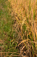 rice field
