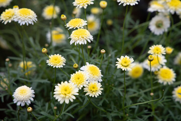 Fototapeta premium Lovely Daisies (Marguerite)