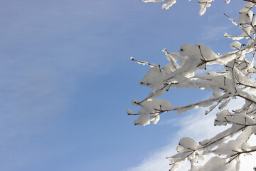 snowy branches and blue sky