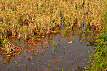 reeds in the water