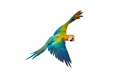 Colorful Catalina parrot flying isolated on transparent background png file