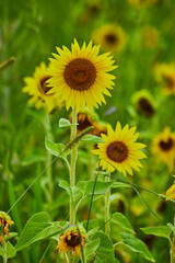 Field of sunflowers up close on a few of them