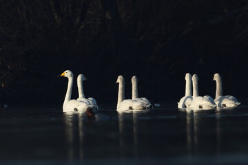swan family on the lake