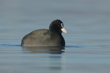 coot on the water