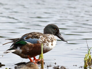 northern shoveler duck by the water