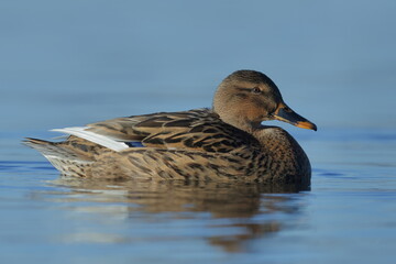 female mallard swimming