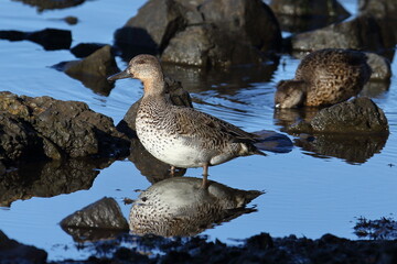 green wing teal duck and refection