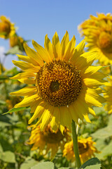 Fototapeta premium sunflowers, plants in natural conditions, the ripening period, midsummer,close-up.