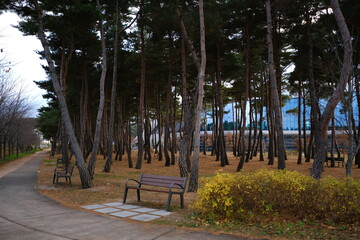 A park full with pine trees