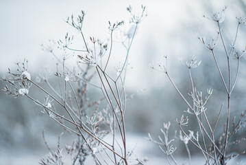 frozen plants in winter days