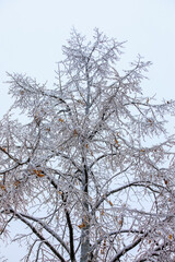 Beautiful tree covered with ice on sky background