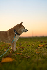 夕暮れに佇む柴犬