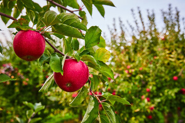 Pair of fresh red apples growing on farm orchard branch