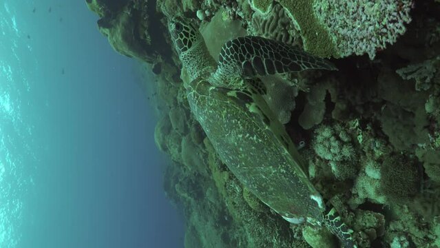 Vertical video of hawksbill sea turtle swimming on coral reef underwater while scuba diving in the ocean in Nusa Penida, Bali, Indonesia