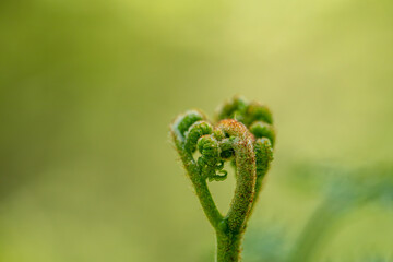 Dryopteris filix-mas flower growing in forest	