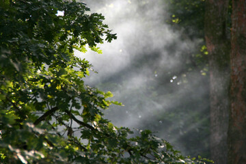 Obraz na płótnie Canvas Smoke in oak forest