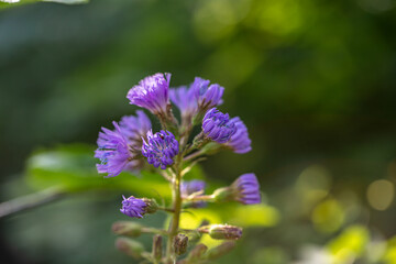 Cicerbita alpina flower growing in mountains, close up	